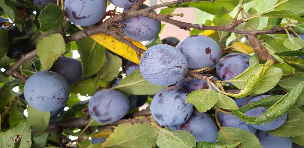 Sirop de pruneaux<br/>Bouteille de 5 Dl