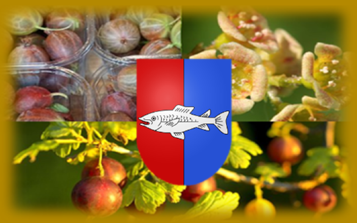 Sirop de groseilles<br/>Bouteille de 1 Dl