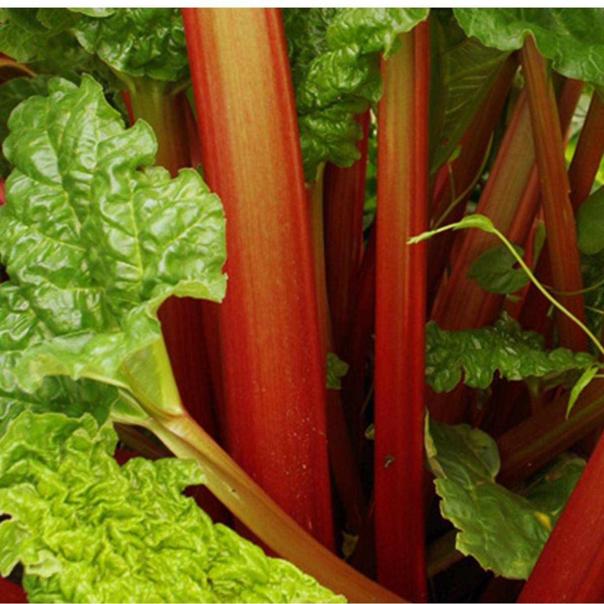 Confiture de Rhubarbe<br/>Petit pot 