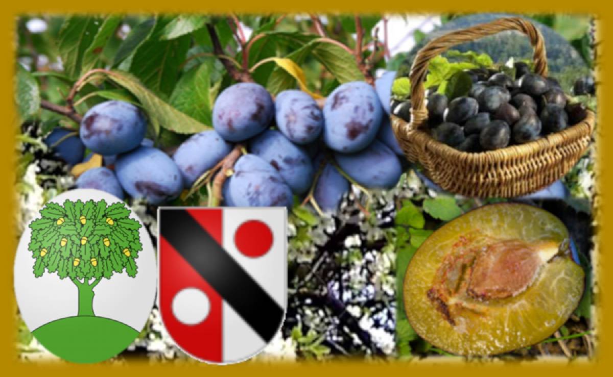 Eau-de-vie 42° de pruneaux<br/>Bouteille de 1 Dl