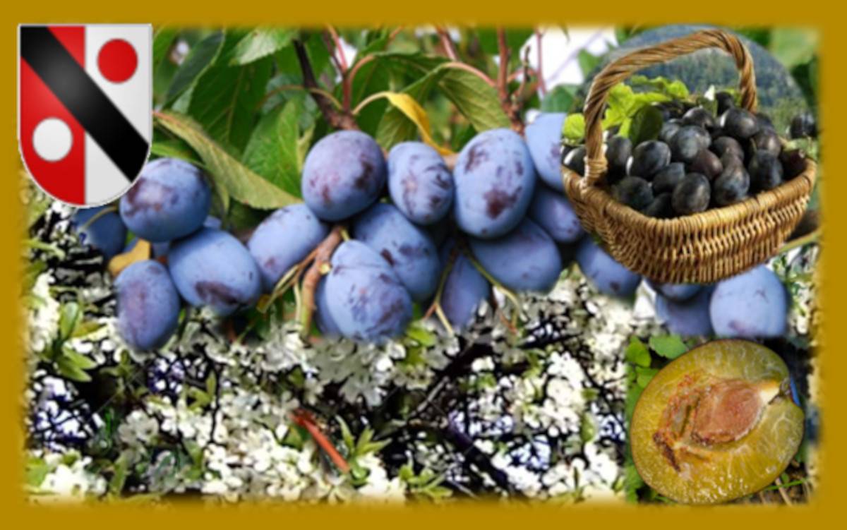 Sirop de pruneaux<br/>Bouteille de 5 Dl