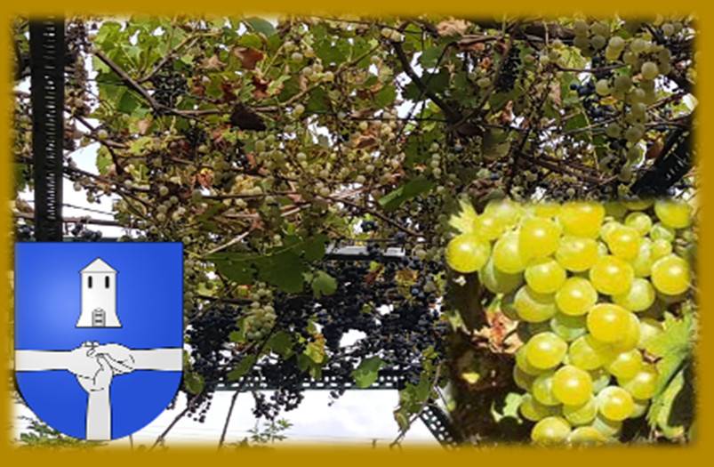 Sirop de raisin blanc<br/>Bouteille de 5 Dl