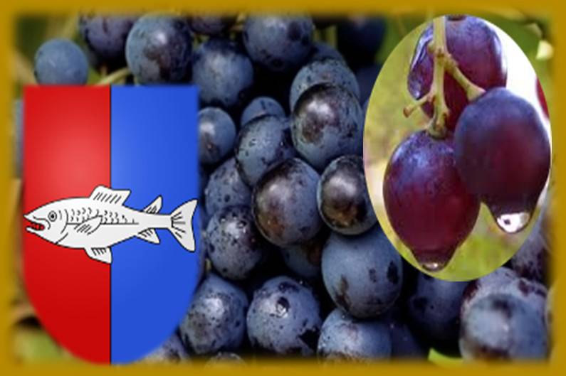 Sirop de Muscat rouge<br/>Bouteille de 5 Dl