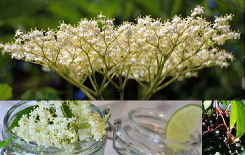 Gelée Fleurs de sureau<br/>Petit pot 