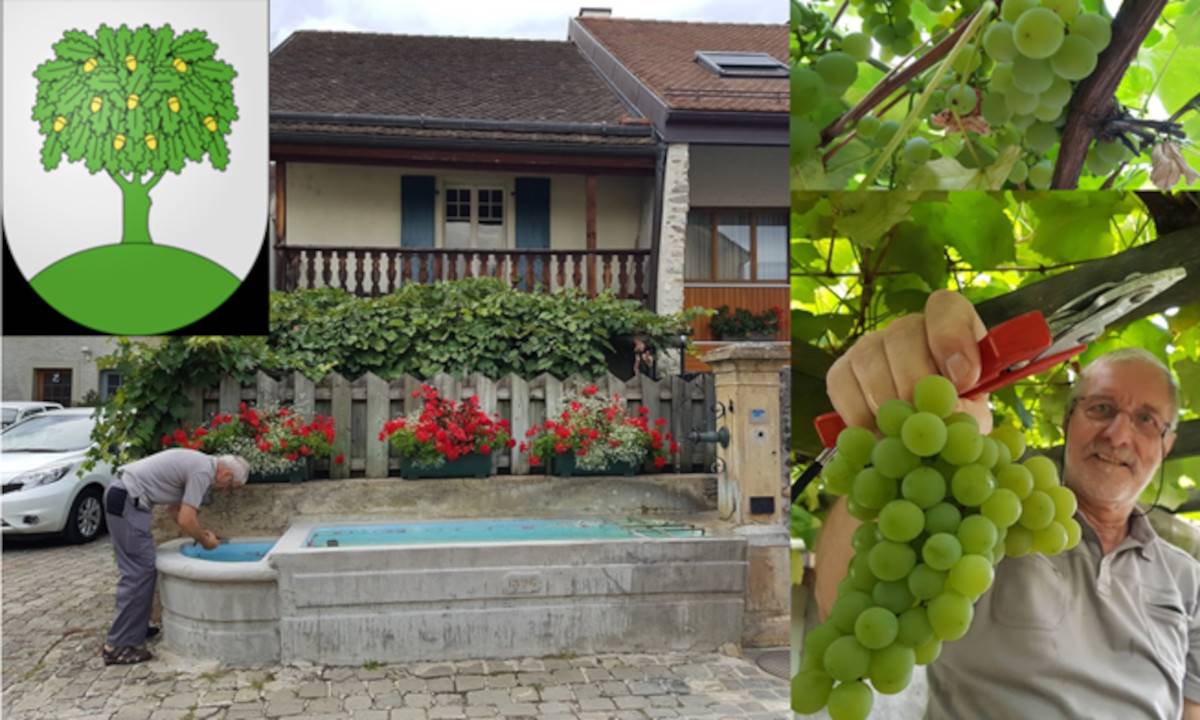 Gelée de mirabelles<br/>Petit pot 
