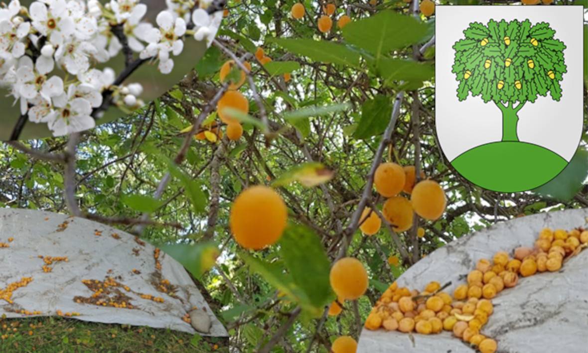 Sirop de mirabelles<br/>Bouteille de 1 Dl
