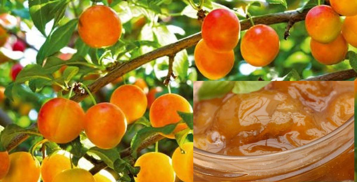 Sirop de mirabelles<br/>Bouteille de 5 Dl